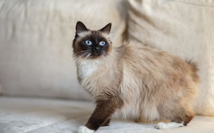 Produits pour chats