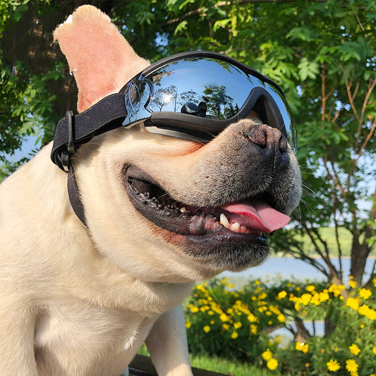 Lunettes de soleil pour animaux de compagnie Lunettes coupe-vent pour chiens Accessoires Goggles