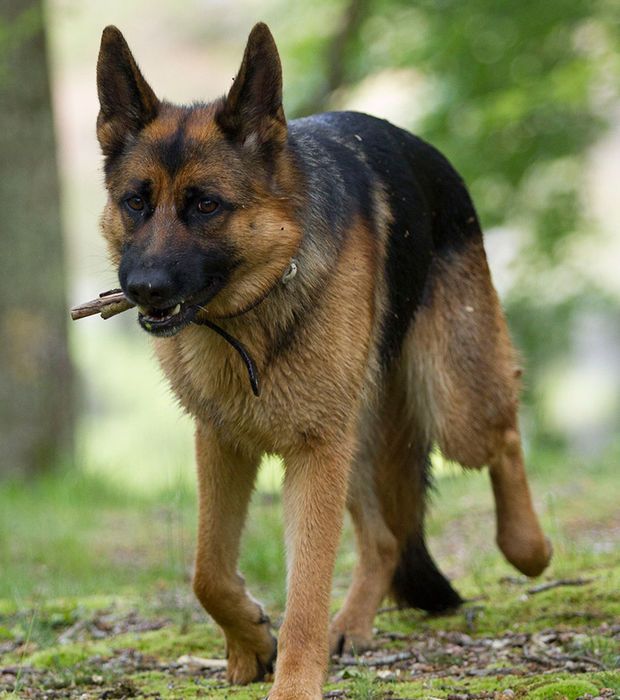 Produits pour chiens