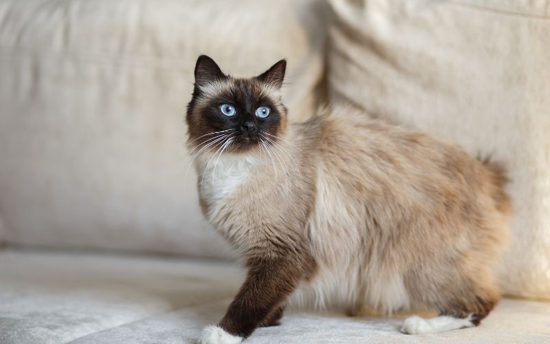 Produits pour chats